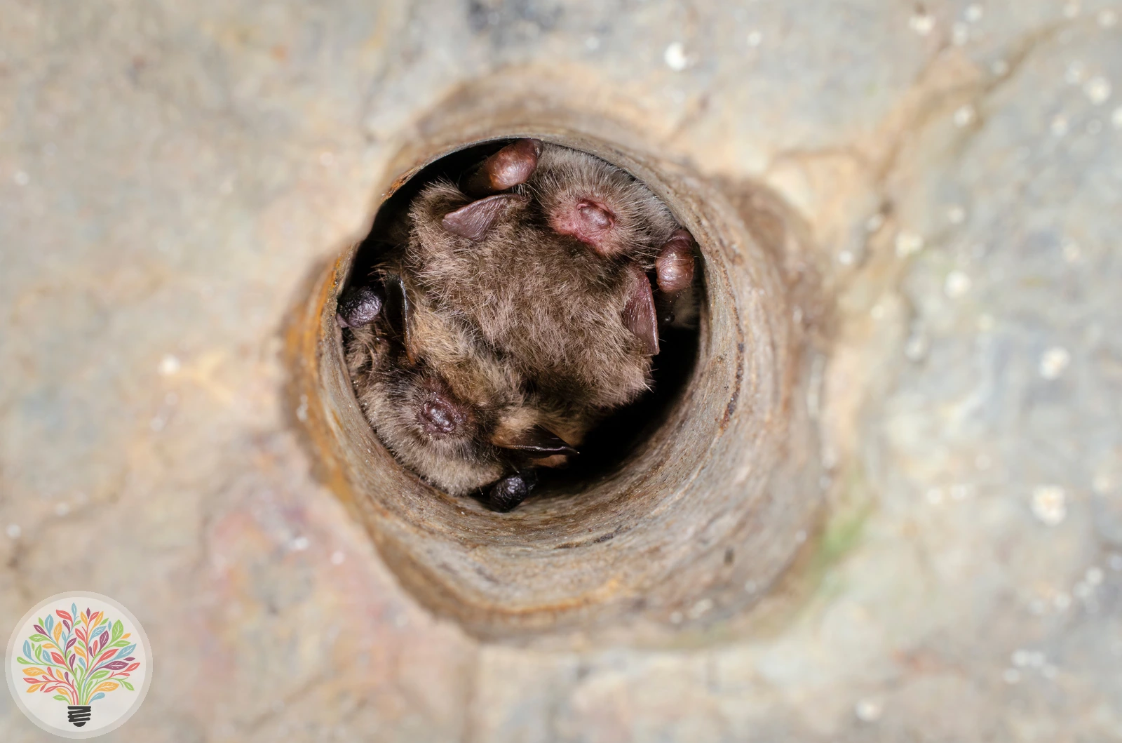 Brandtfledermaus – Bild 2 von 3