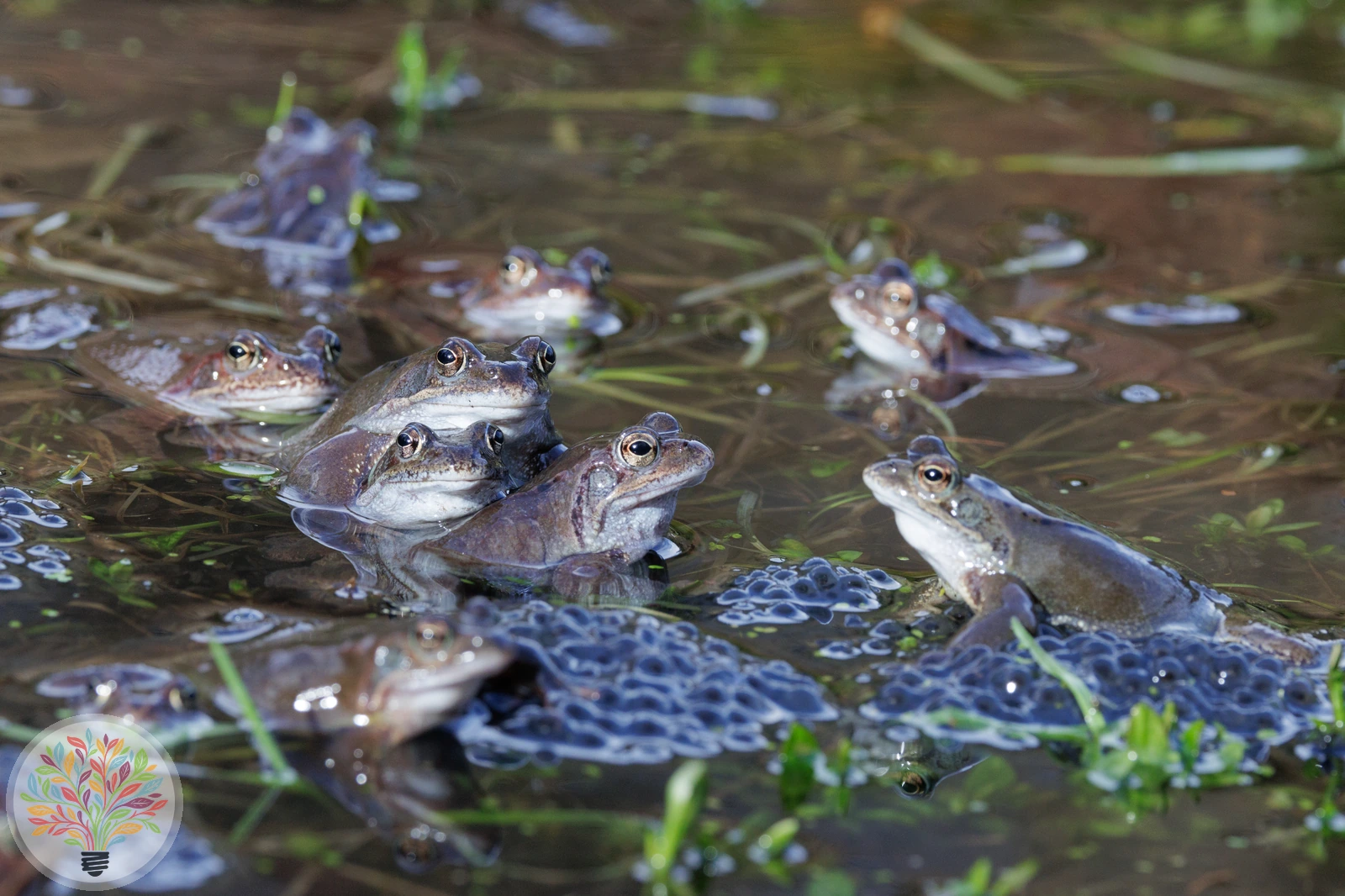 Grasfrosch – Bild 3 von 6