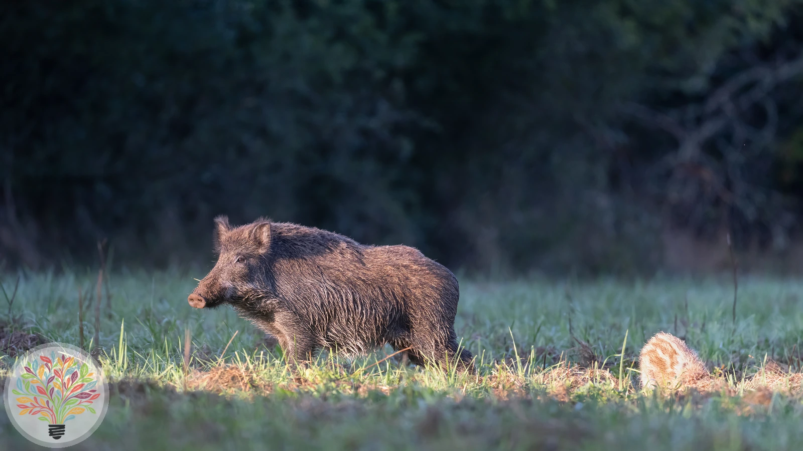 Wildschwein – Bild 3 von 5