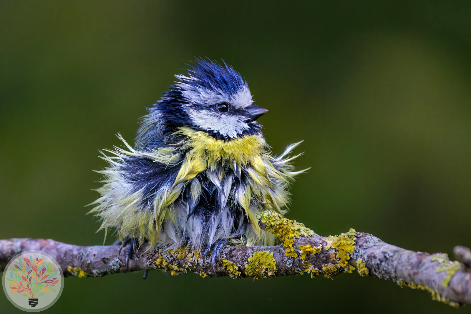 Cyanistes caeruleus – Imagine 4 din 7