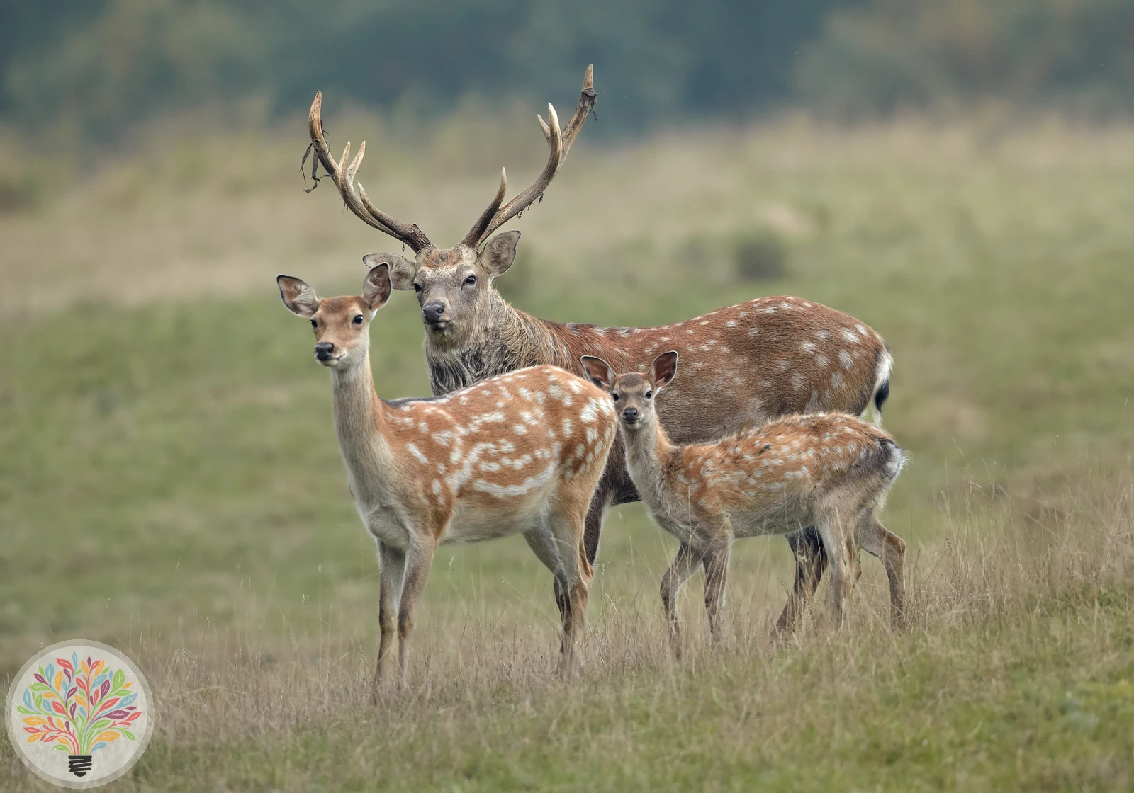 Sikahirsch – Bild 1 von 2