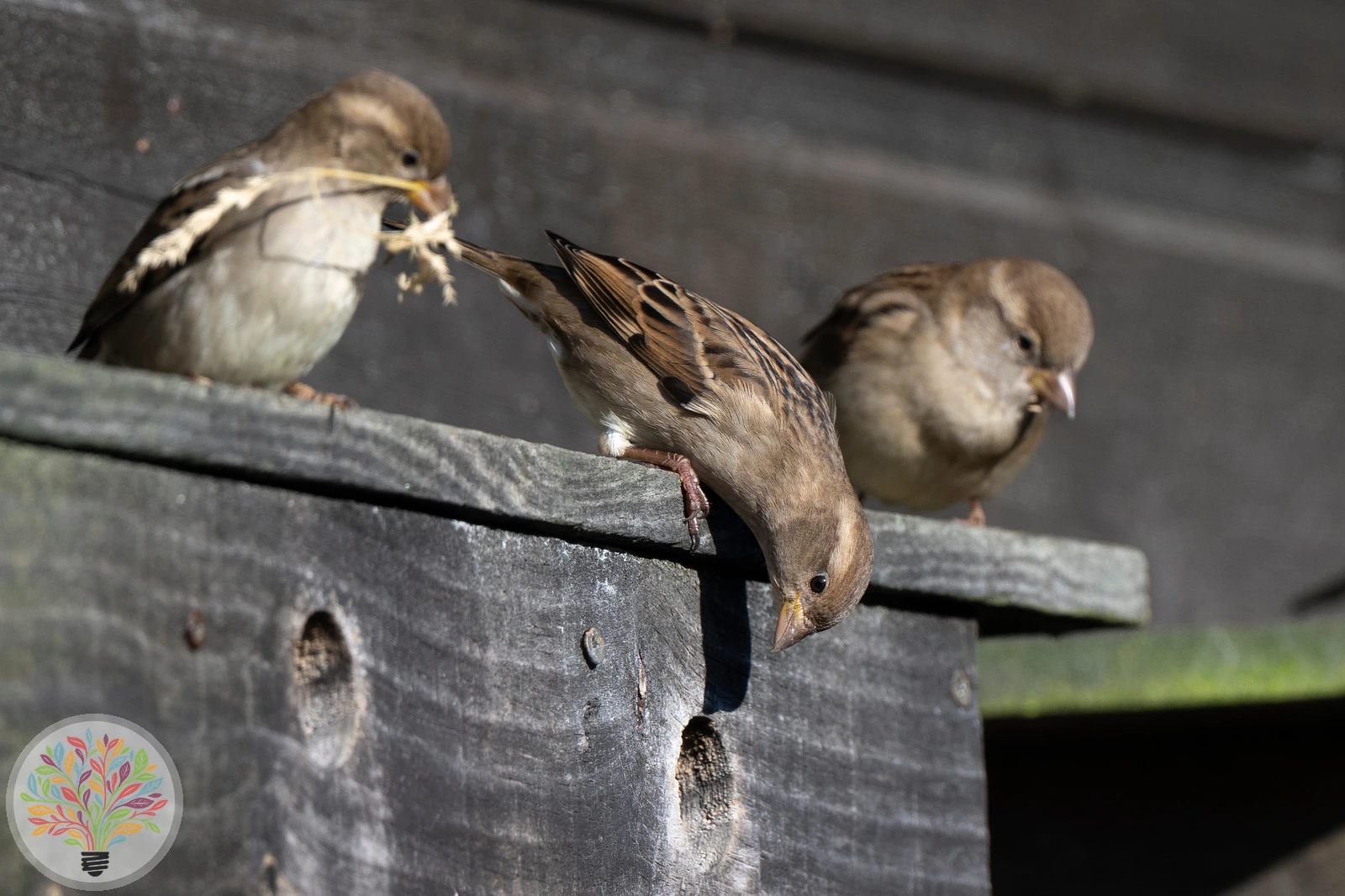 Passer domesticus – Imagine 3 din 6