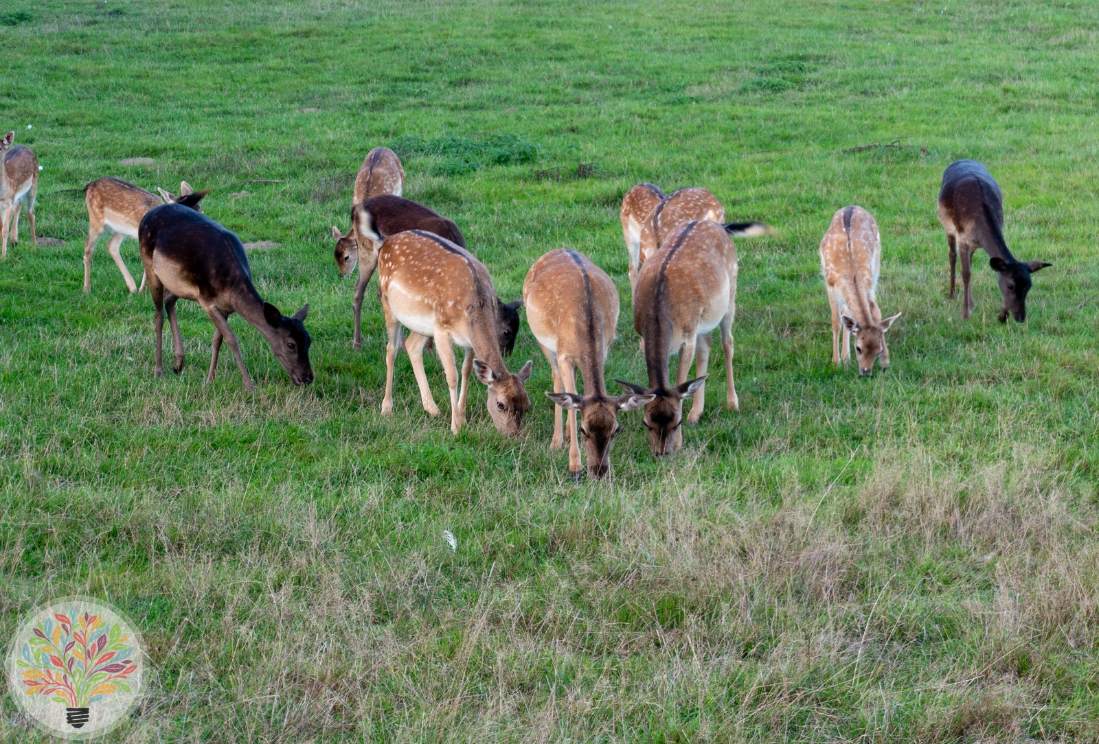 Damhirsch – Bild 1 von 4