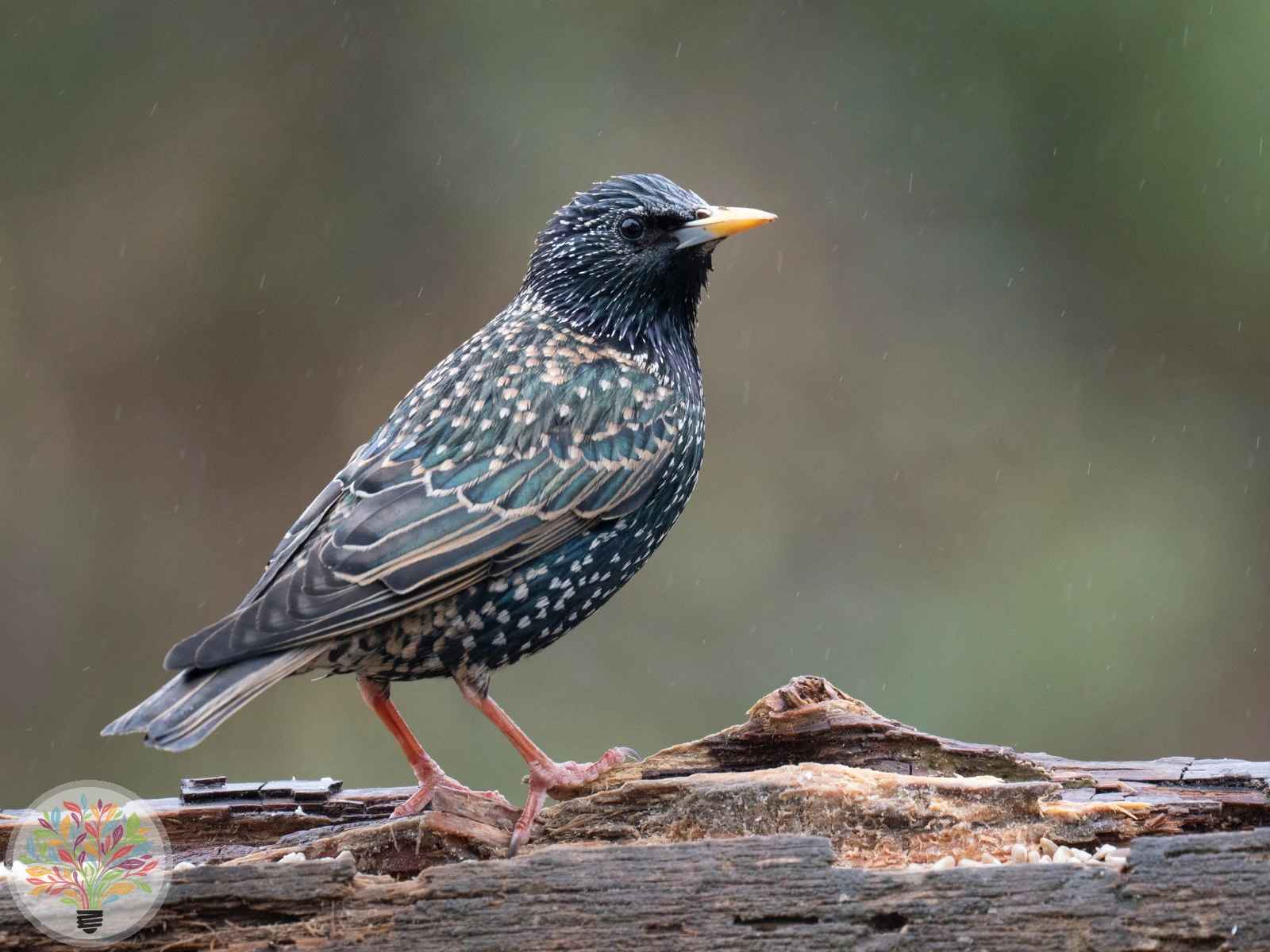 Sturnus vulgaris – Afbeelding 2 van 6