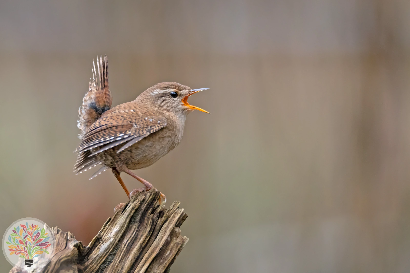 Troglodytes troglodytes – Imagine 2 din 4