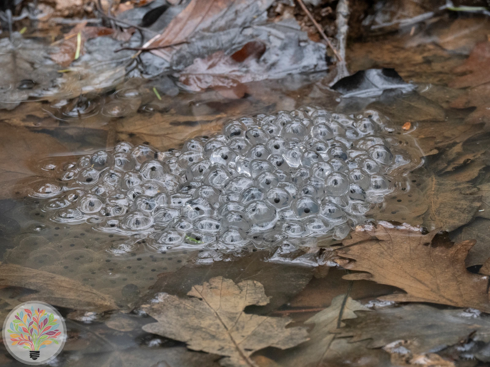 Grasfrosch – Bild 4 von 6