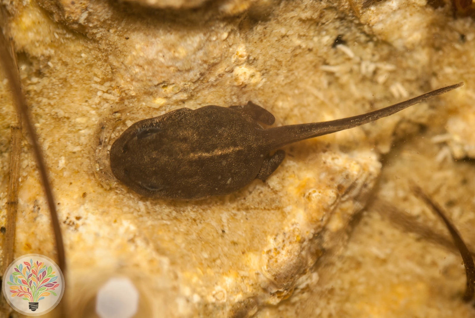 Kreuzkröte – Bild 1 von 6