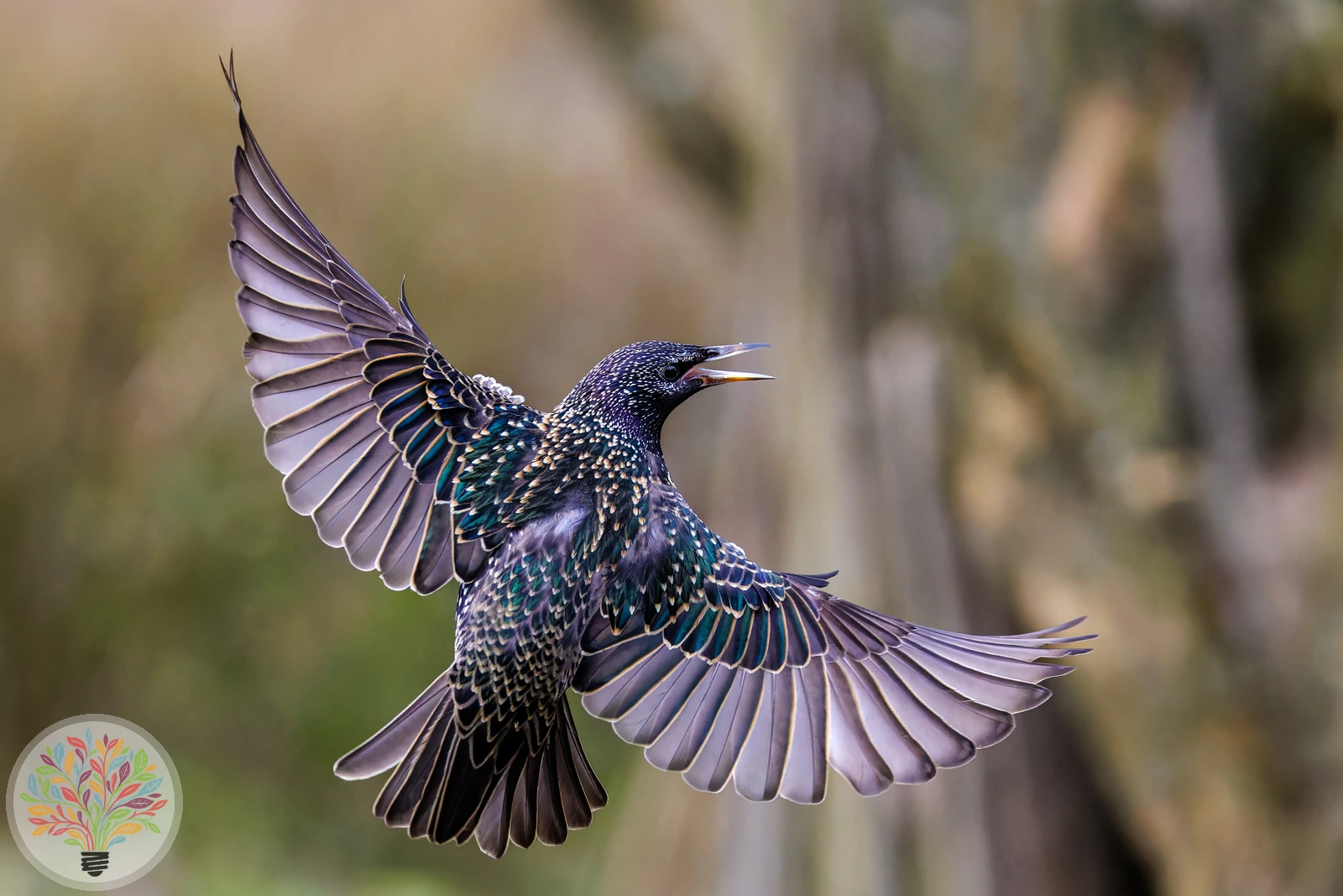 Sturnus vulgaris – Afbeelding 3 van 6