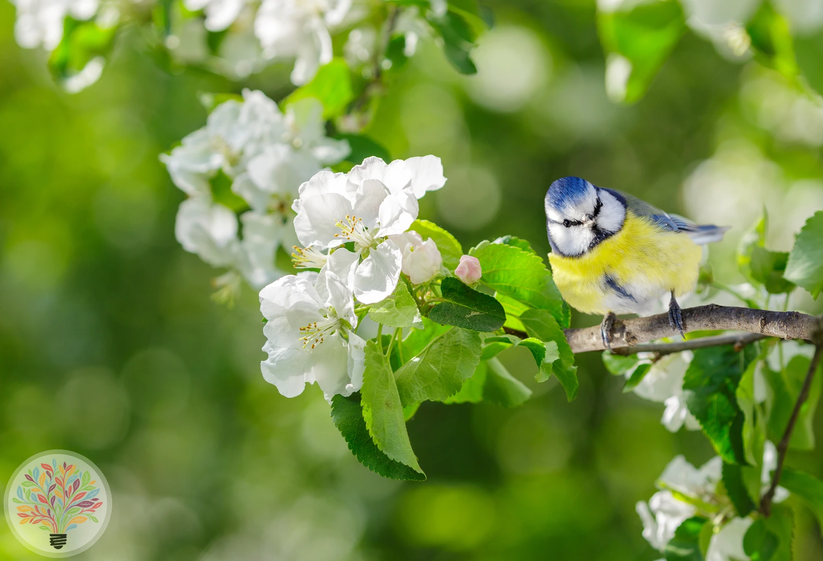 Blaumeise