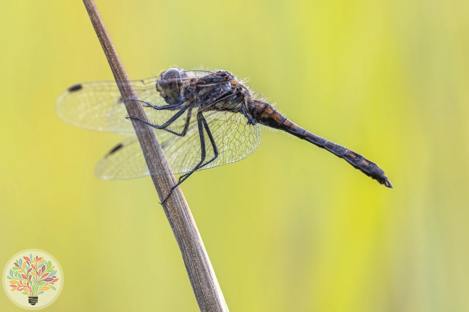 Zwarte heidelibel – Afbeelding 2 van 3