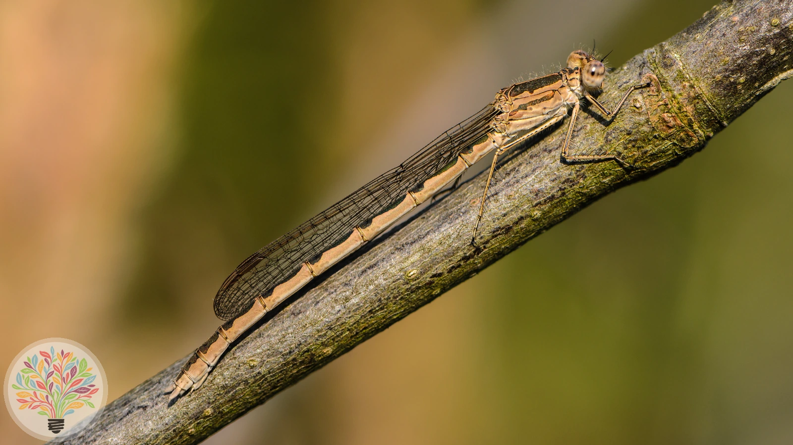 Sibirische Winterlibelle – Bild 2 von 2