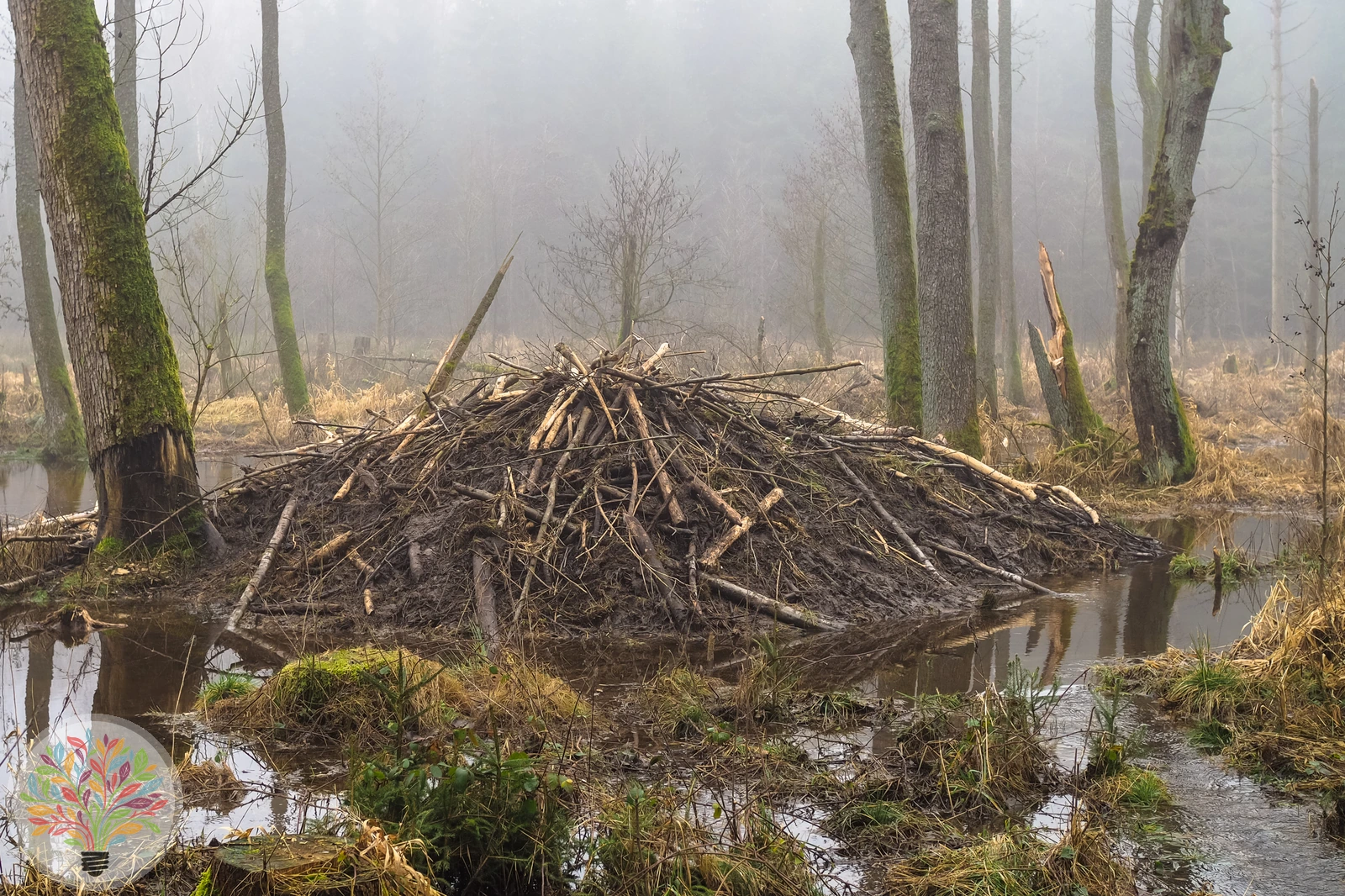 Europäischer Biber – Bild 2 von 4