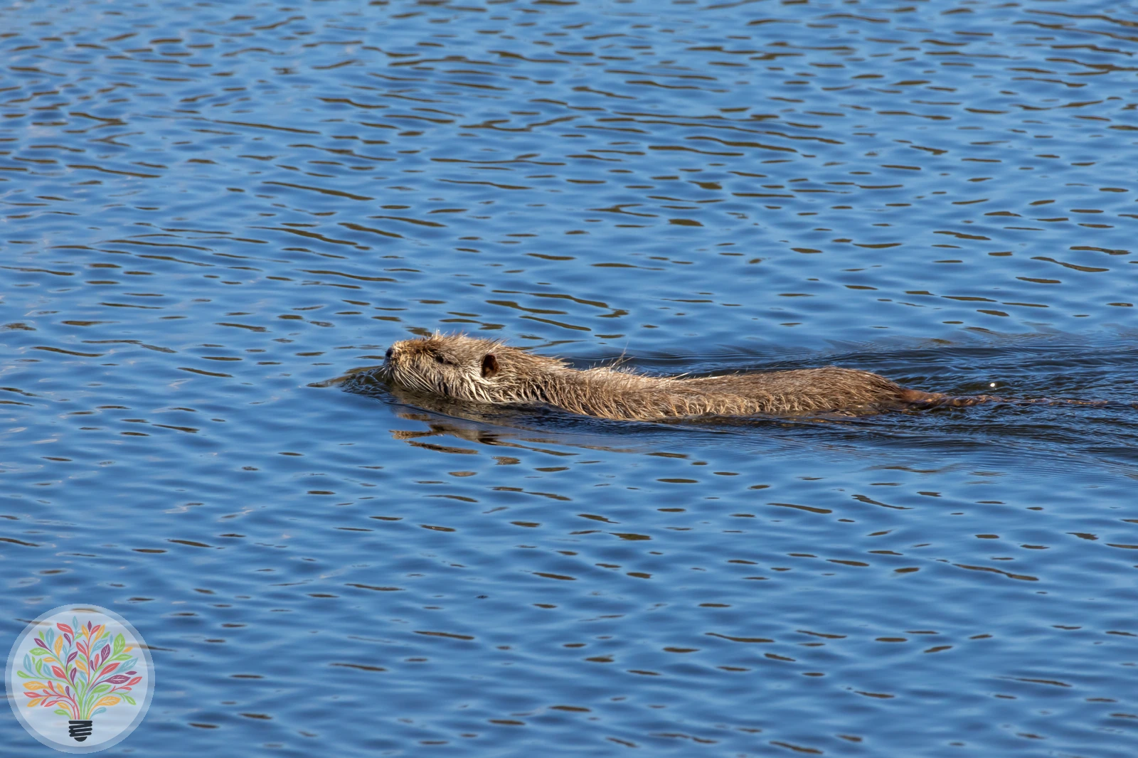 Nutria – Bild 2 von 2