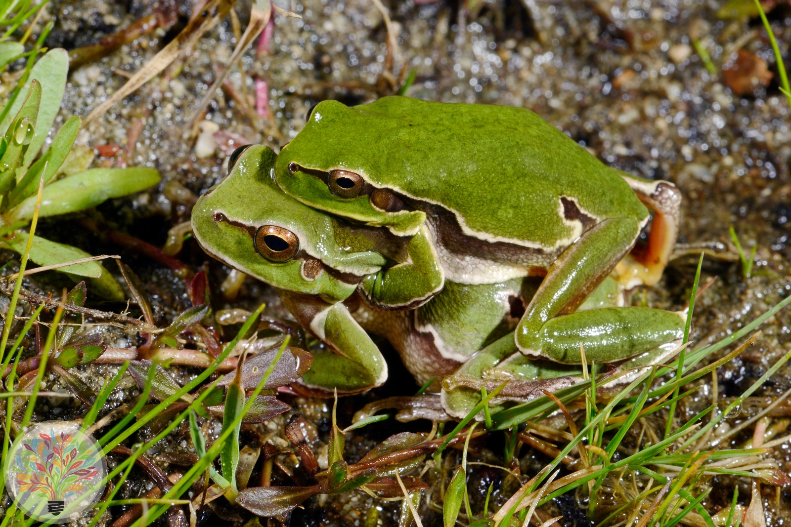 Europäischer Laubfrosch – Bild 2 von 5