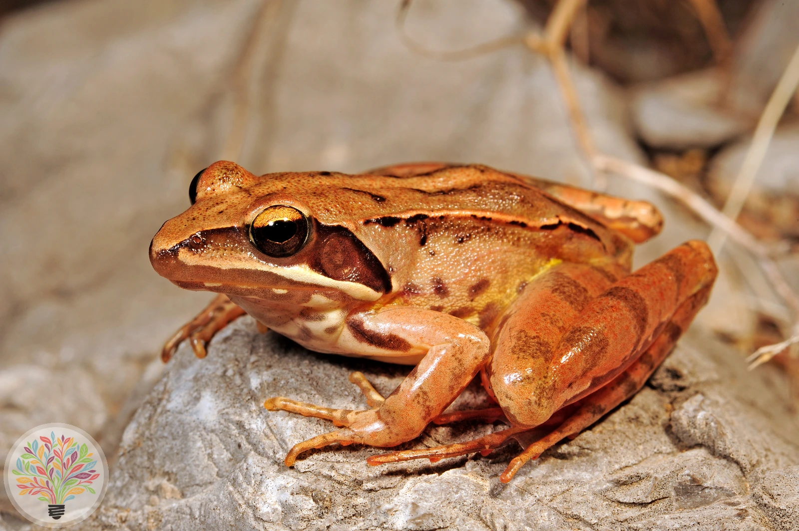 Springfrosch – Bild 1 von 4