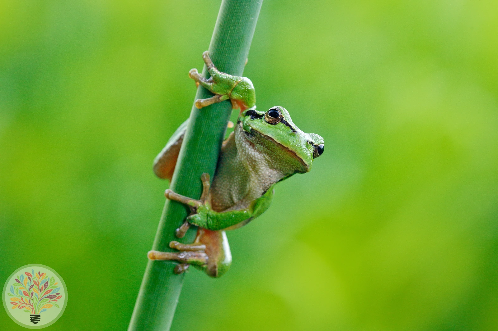 Europäischer Laubfrosch – Bild 3 von 5