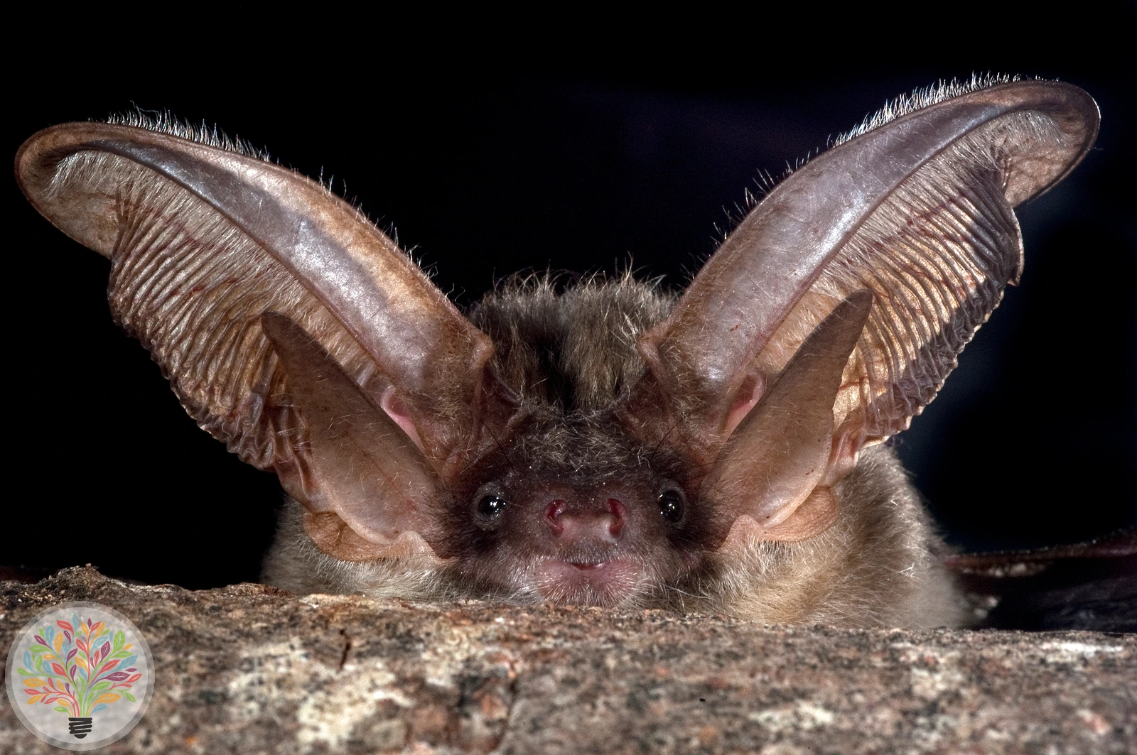 Graues Langohr – Bild 1 von 2