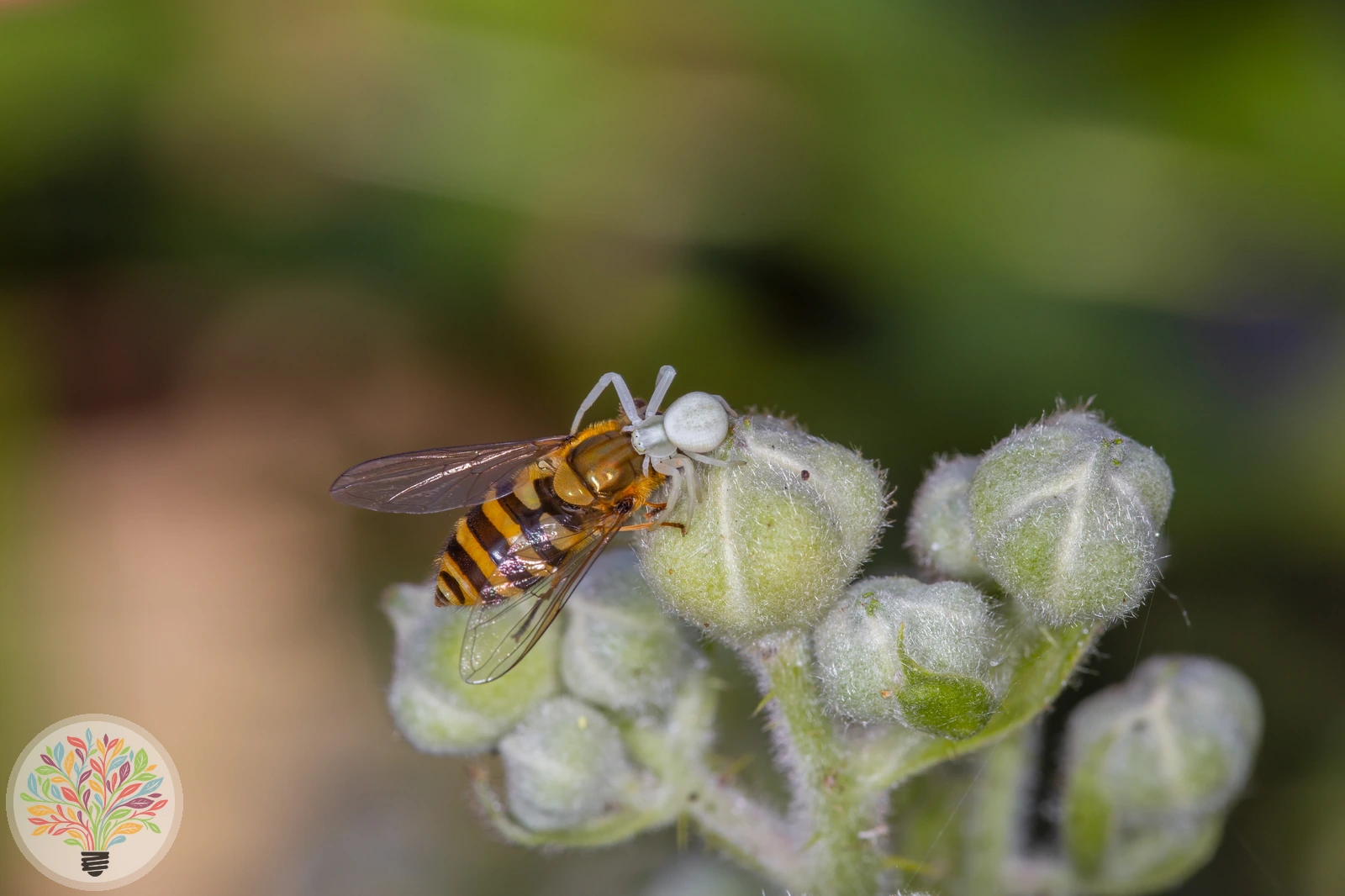 Veränderliche Krabbenspinne – Bild 7 von 7
