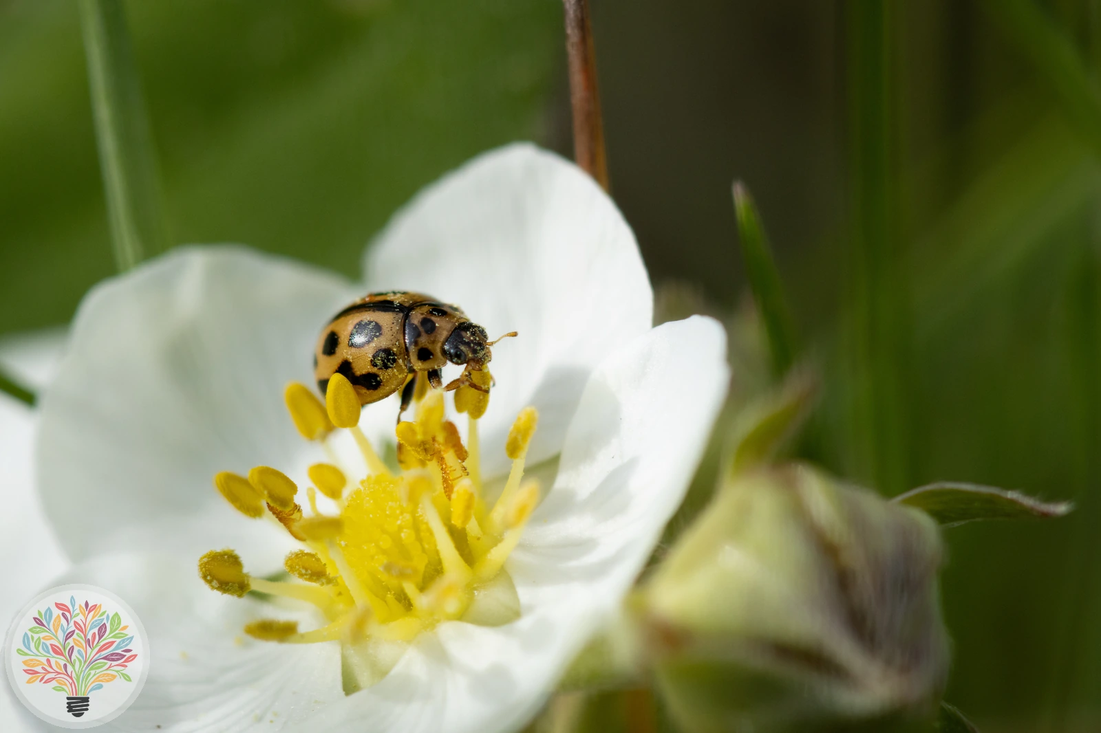 Sechzehnfleckiger Kugelmarienkäfer – Bild 1 von 3