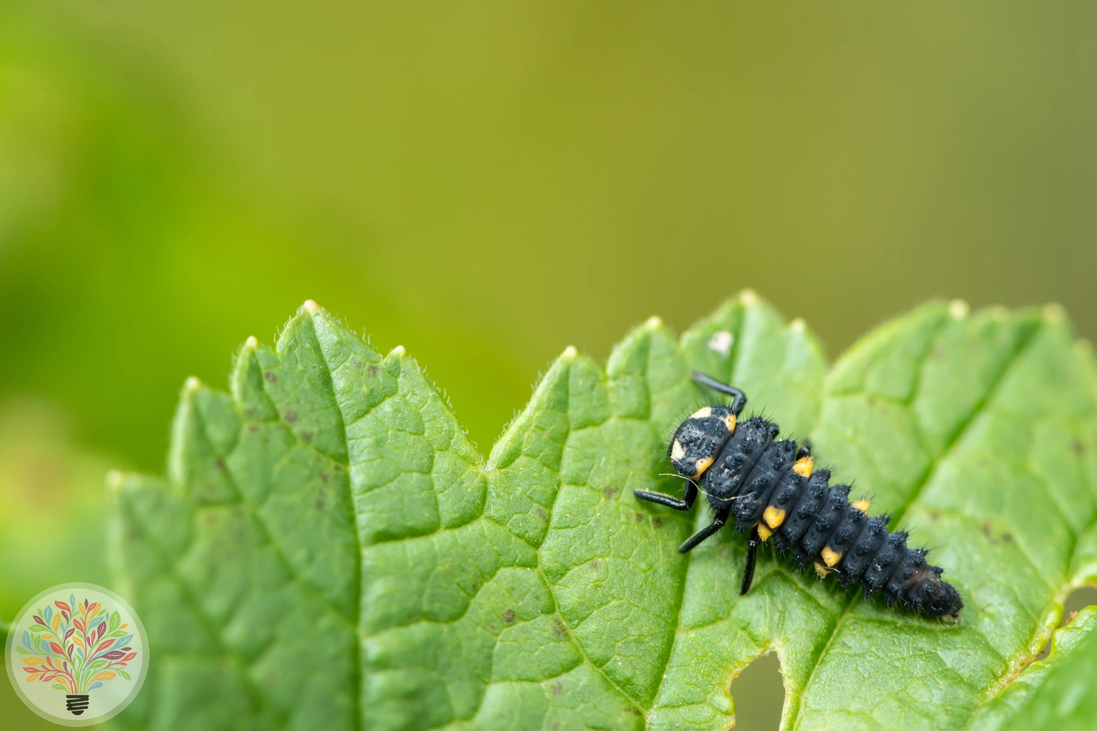 Coccinella septempunctata – Afbeelding 4 van 5