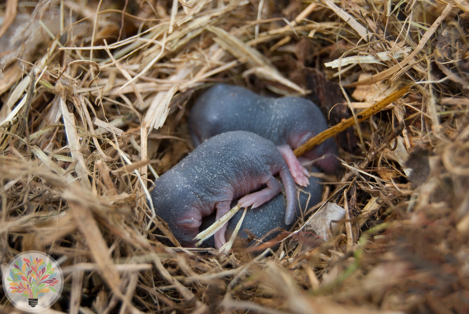 Wasserspitzmaus – Bild 2 von 3