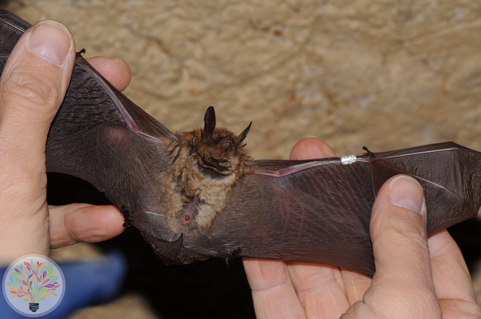 Myotis emarginatus – Bild 1 von 2