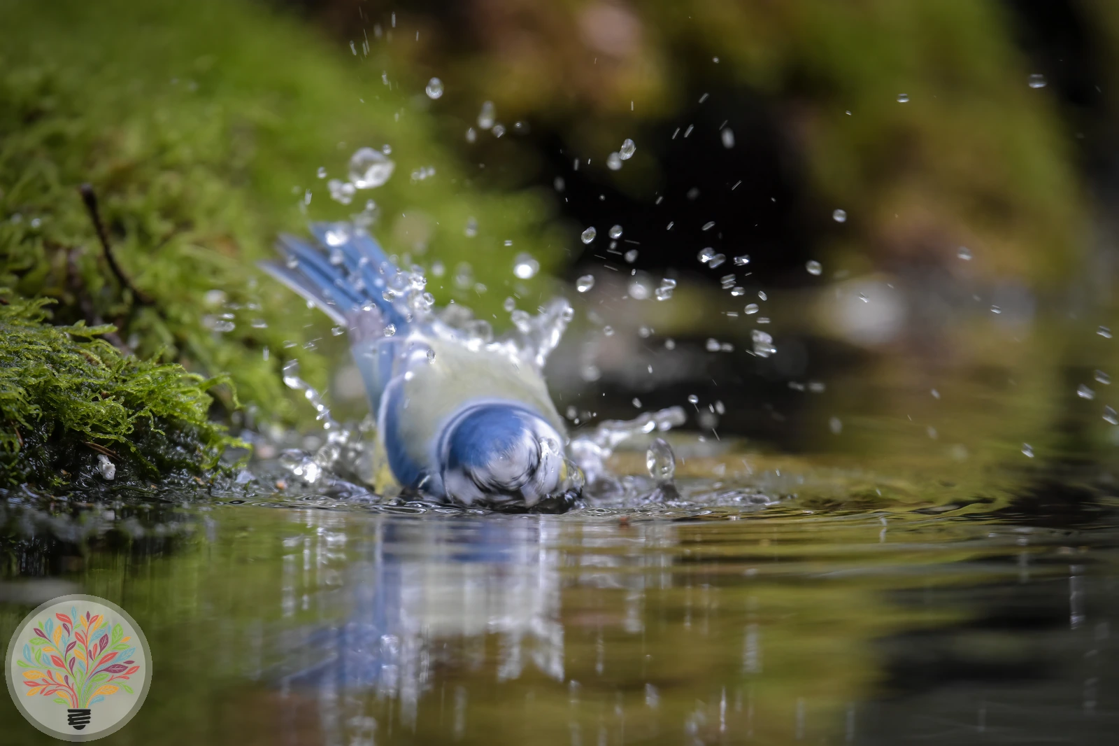 Cyanistes caeruleus – Imagine 3 din 7
