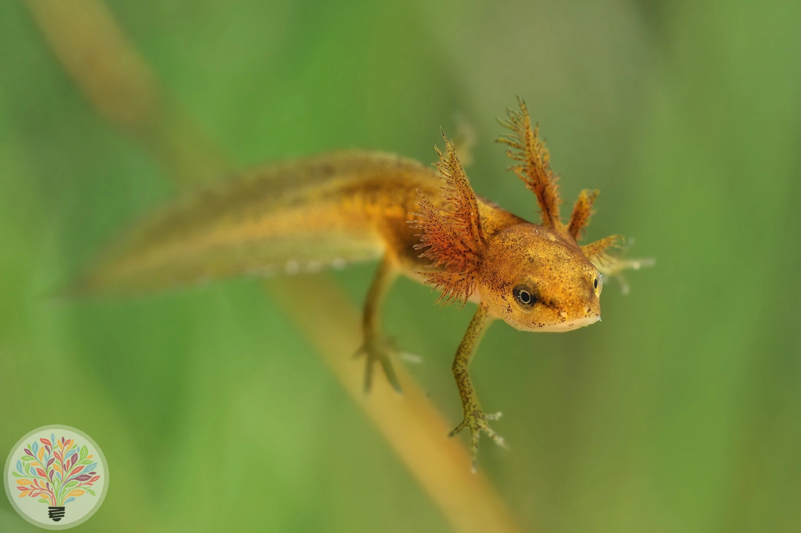 Teichmolch – Bild 2 von 5