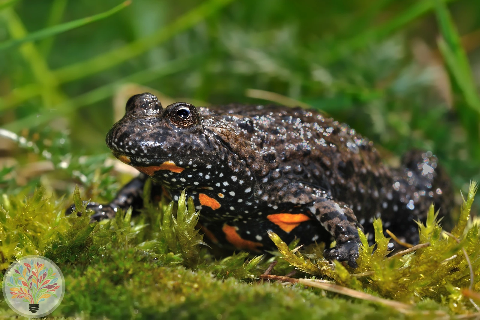 Rotbauchunke – Bild 2 von 4