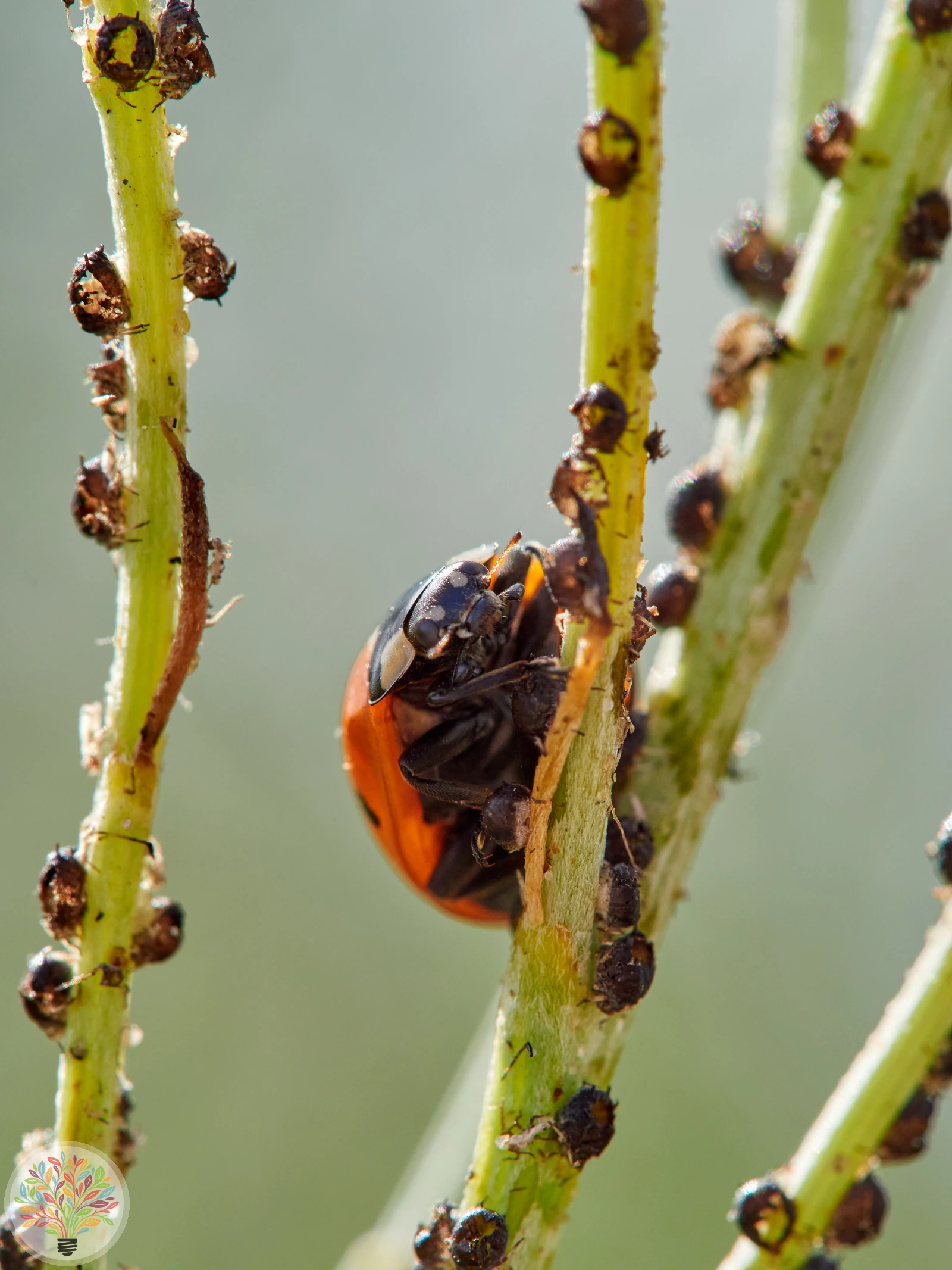 Coccinella septempunctata – Afbeelding 2 van 5