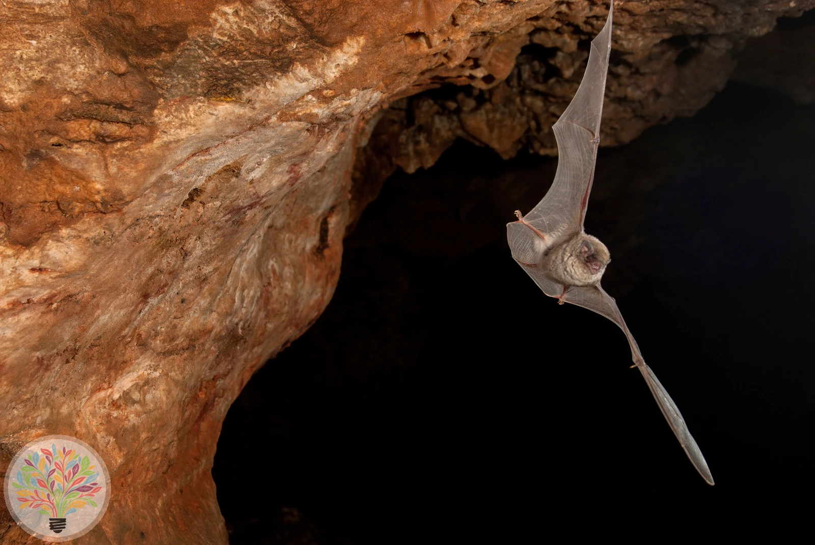 Eigentliche Langflügelfledermaus – Bild 3 von 3