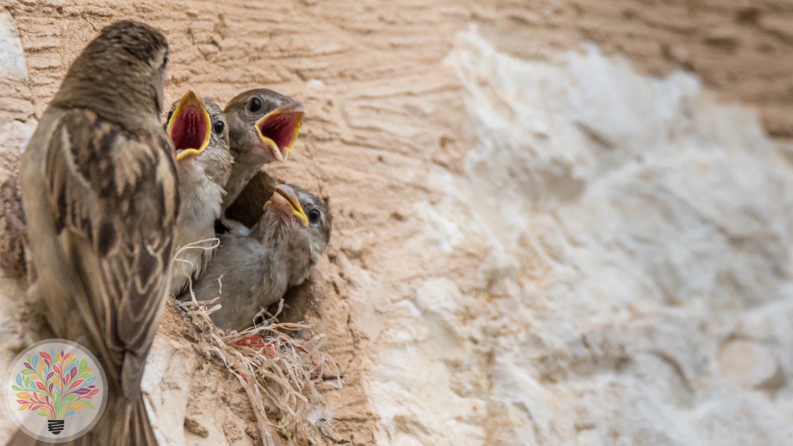 Passer domesticus – Imagine 5 din 6