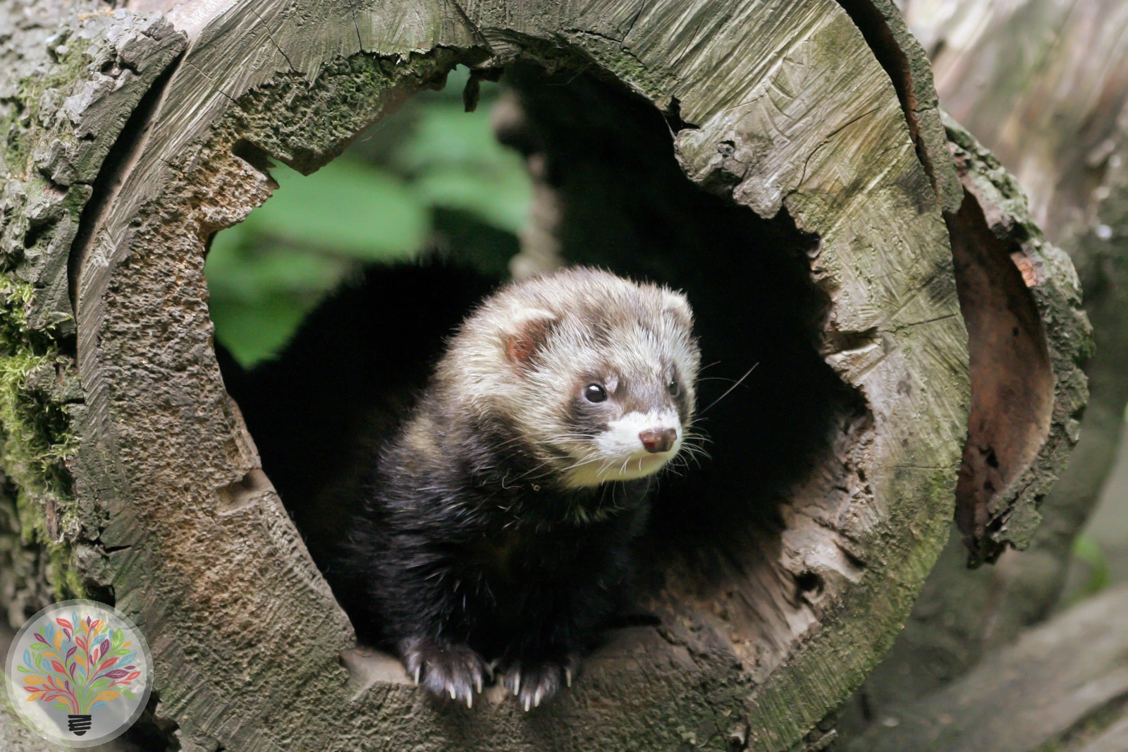 Mustela putorius Linnaeus, 1758 – Bild 1 von 3
