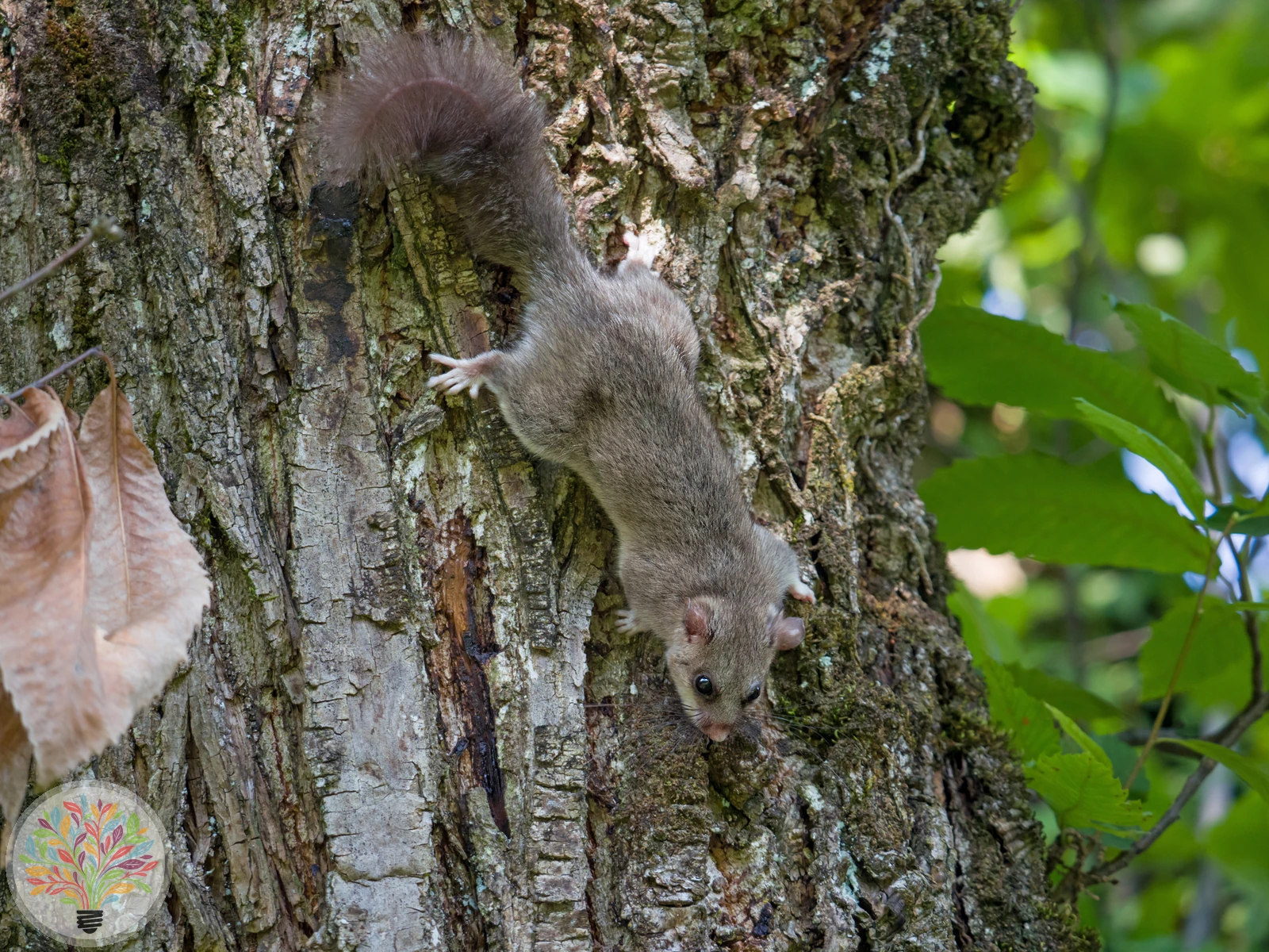 Siebenschläfer – Bild 2 von 3