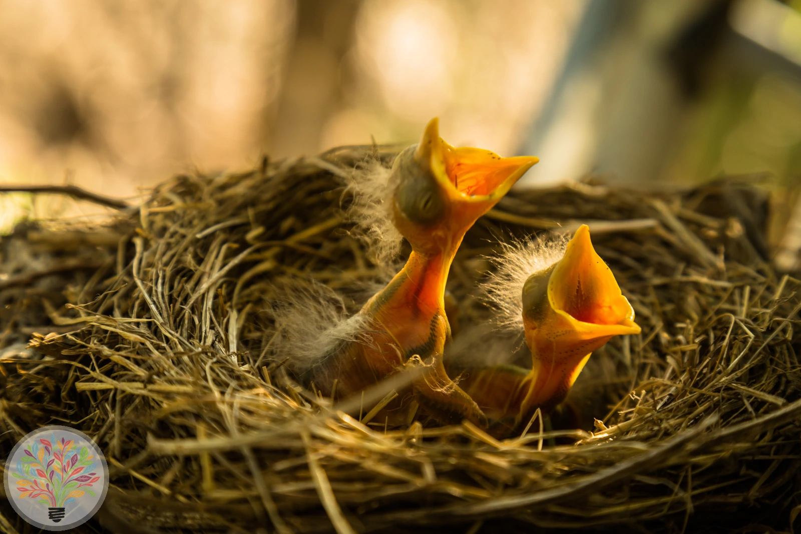 Erithacus rubecula – Imagine 5 din 6