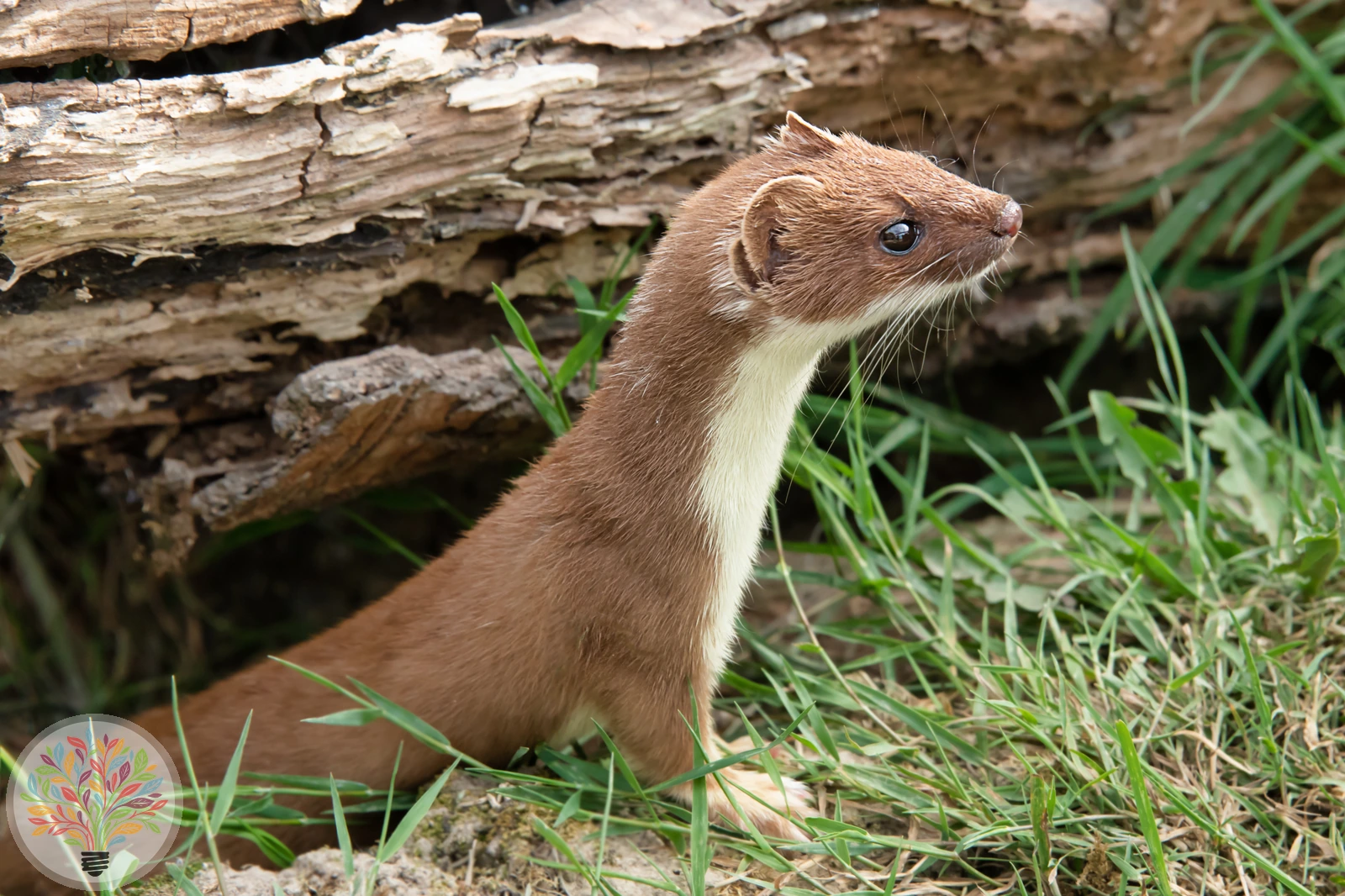 Hermelin – Bild 1 von 6