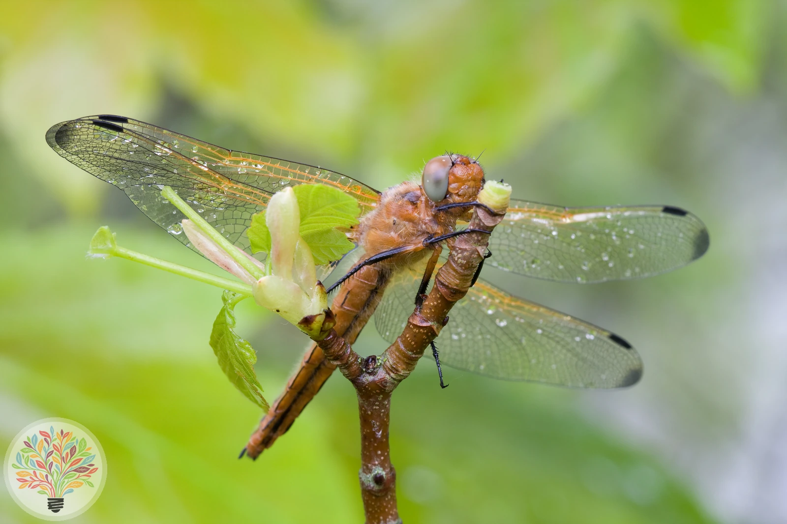 Libellula fulva – Afbeelding 2 van 6