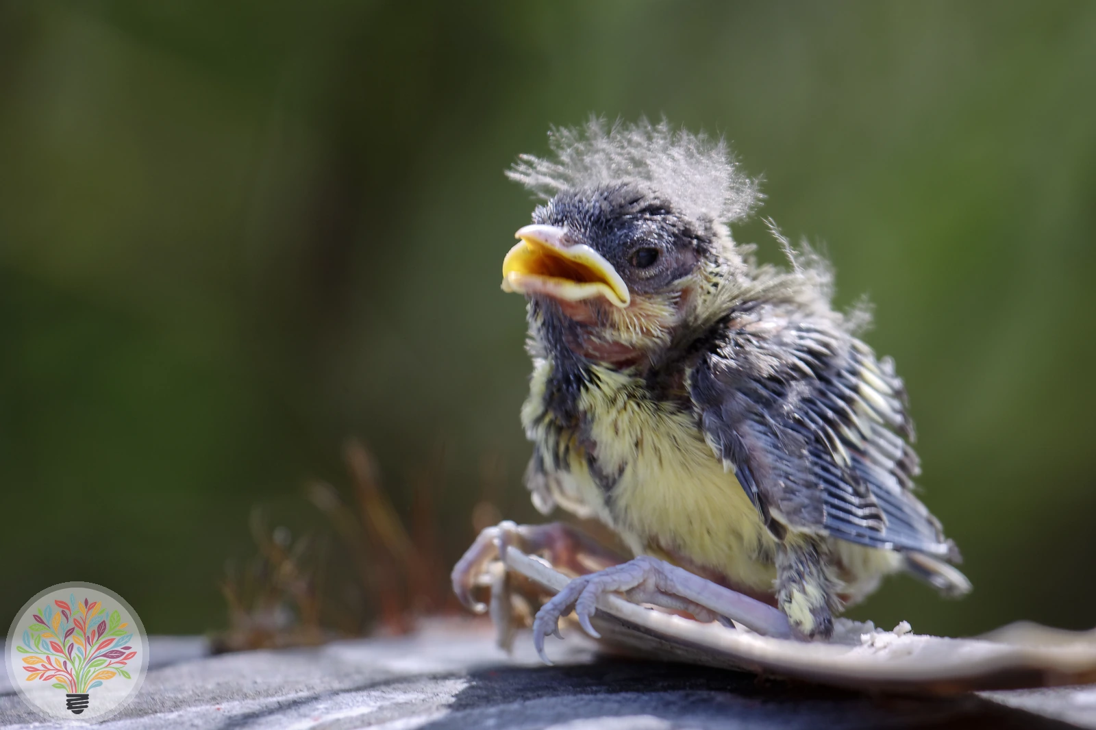 Cyanistes caeruleus – Imagine 7 din 7