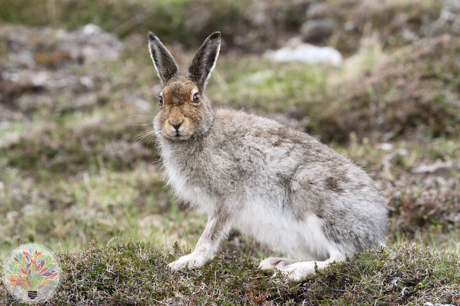 Schneehase – Bild 2 von 5