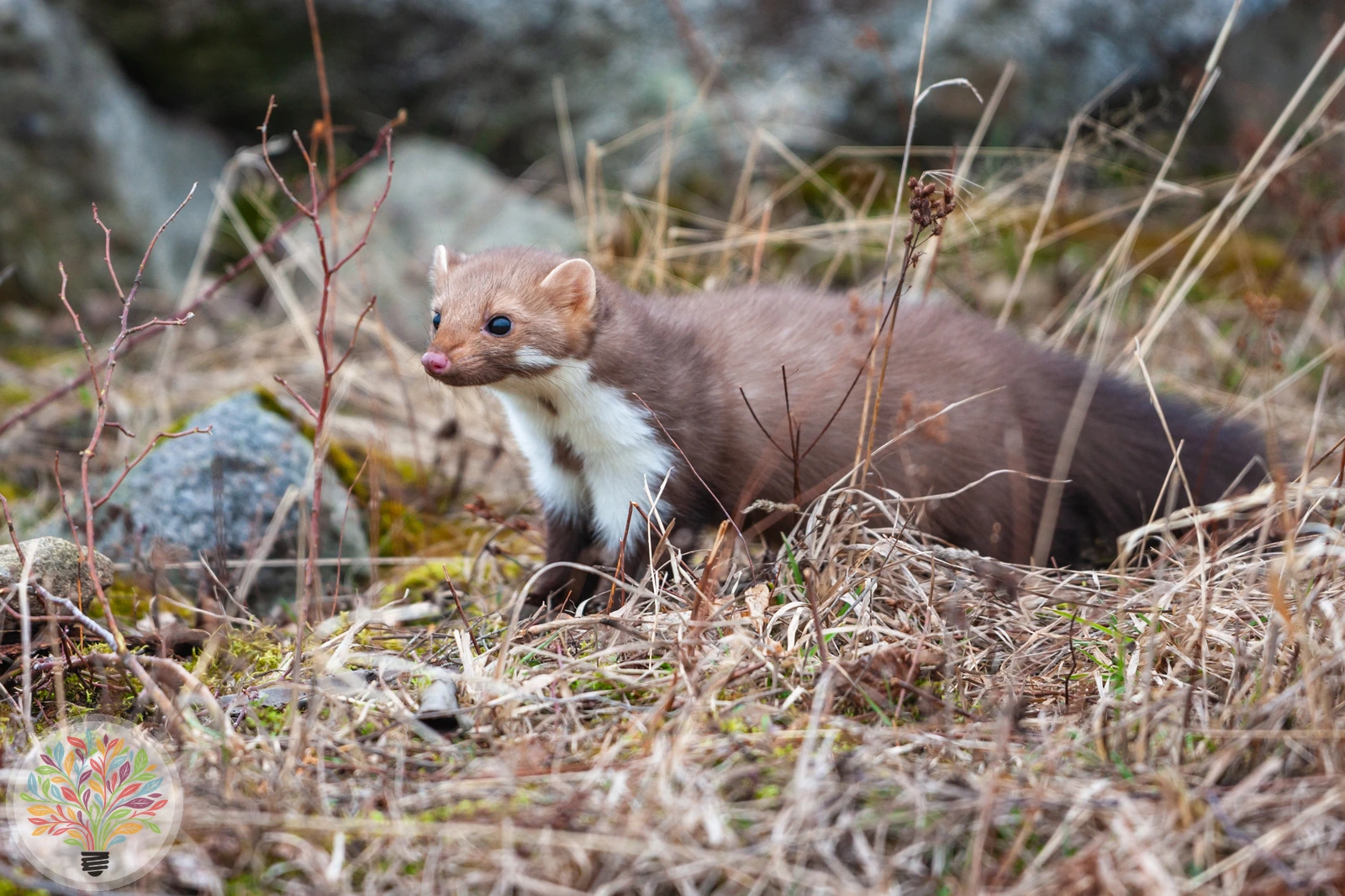 Steinmarder – Bild 2 von 4