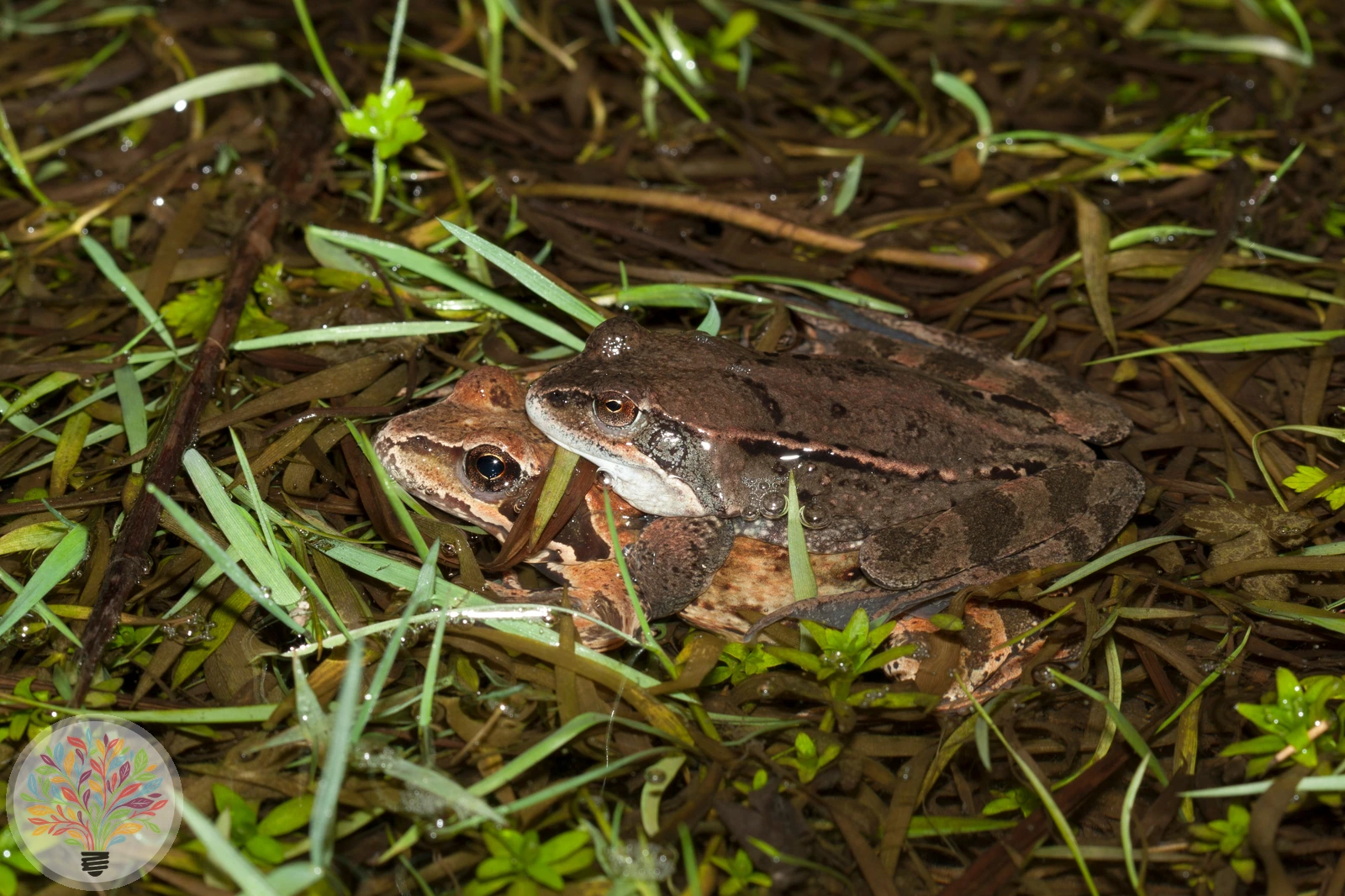 Springfrosch – Bild 2 von 4