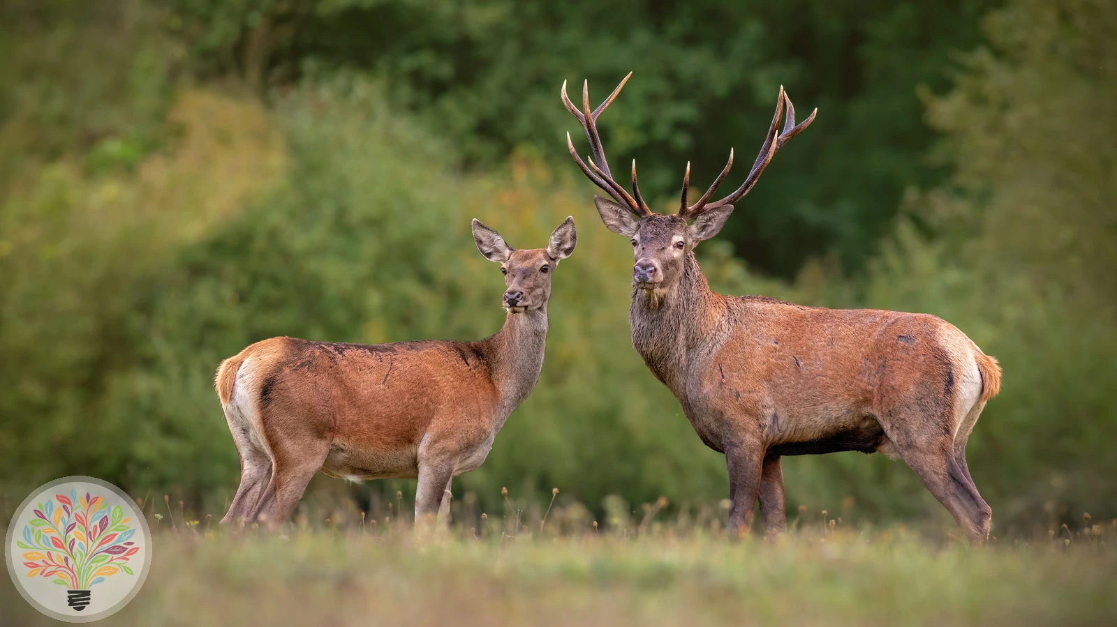 Rothirsch – Bild 2 von 3