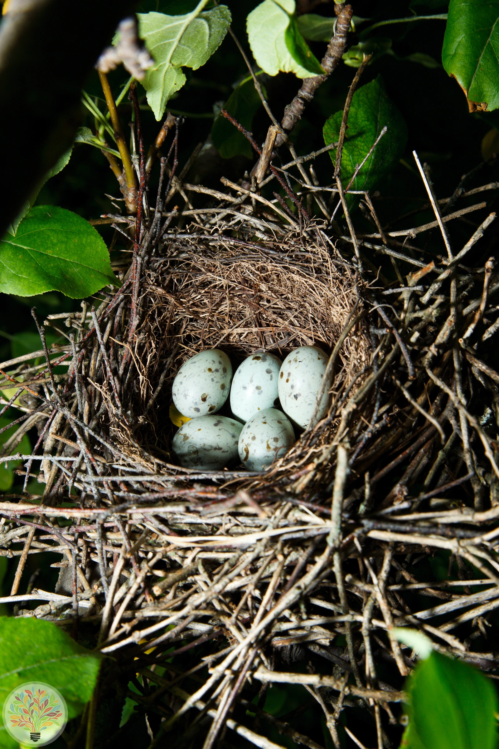 Coccothraustes coccothraustes – Imagine 2 din 2