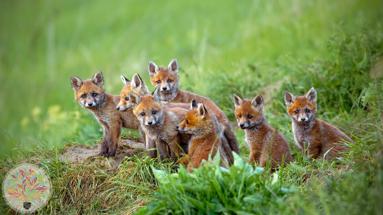 Rotfuchs – Bild 4 von 9