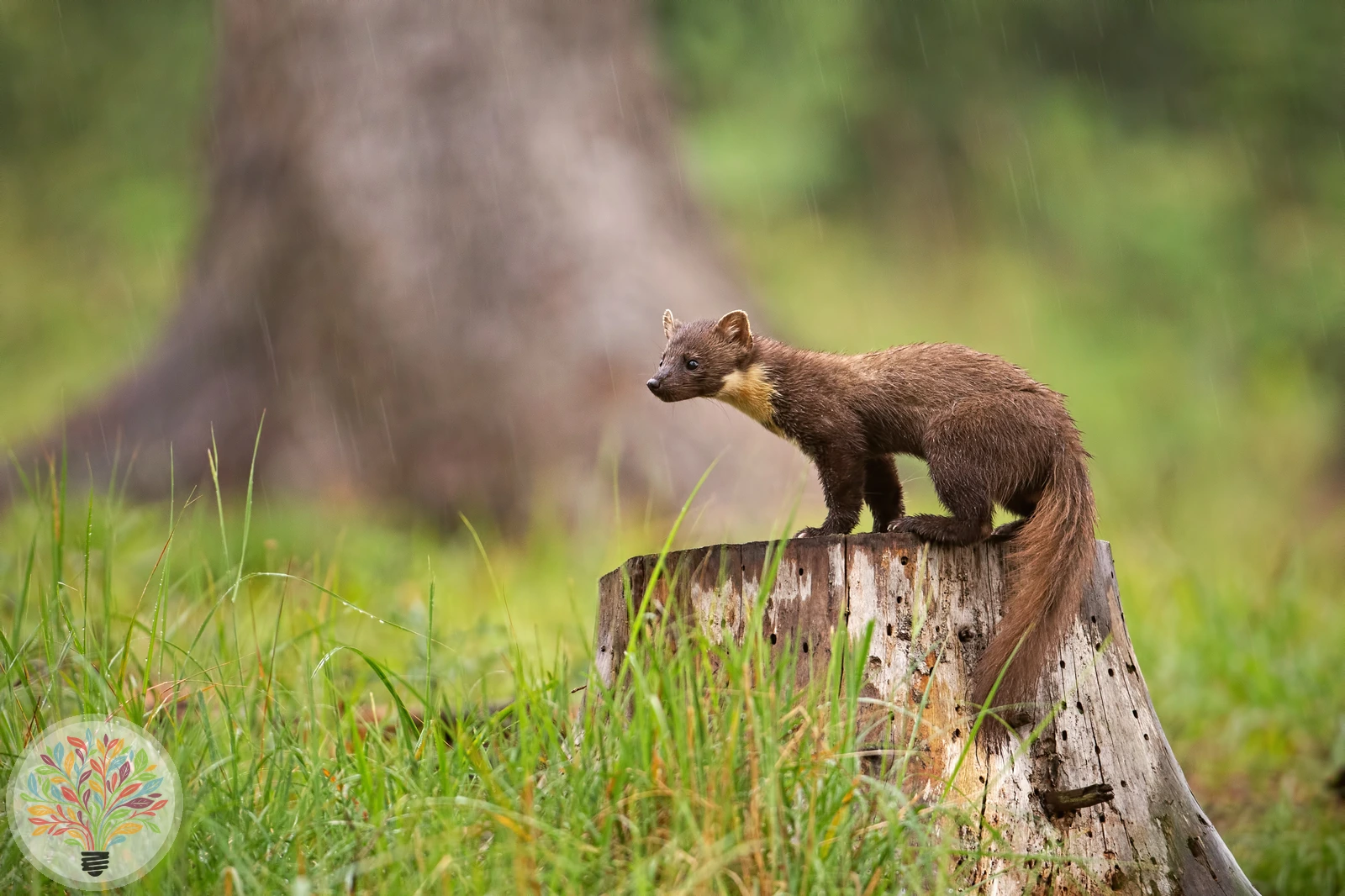 Baummarder – Bild 3 von 5