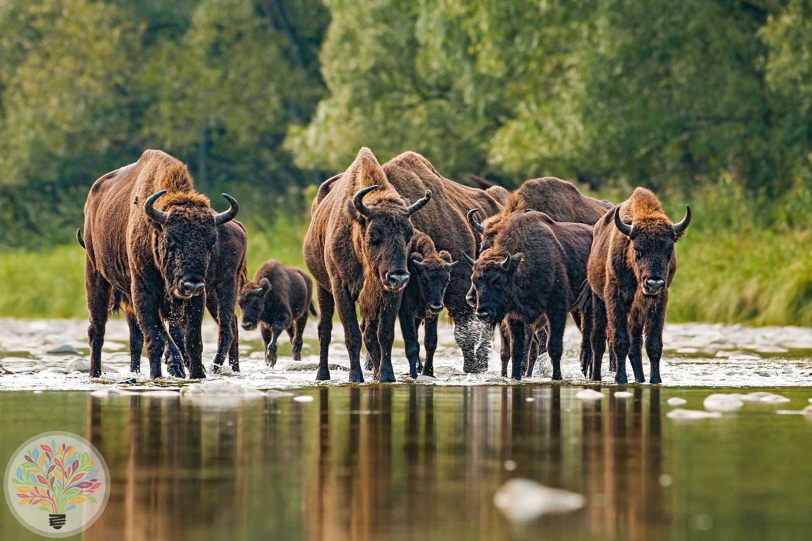 Wisent – Bild 2 von 4