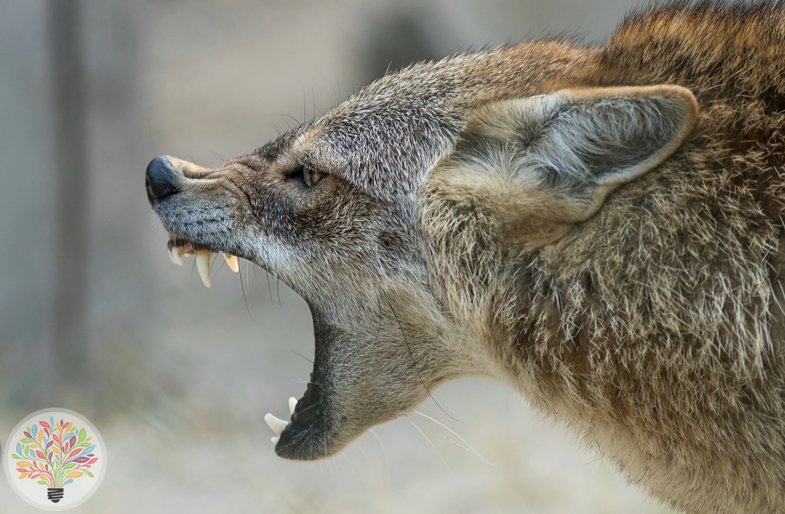 Goldschakal – Bild 3 von 6