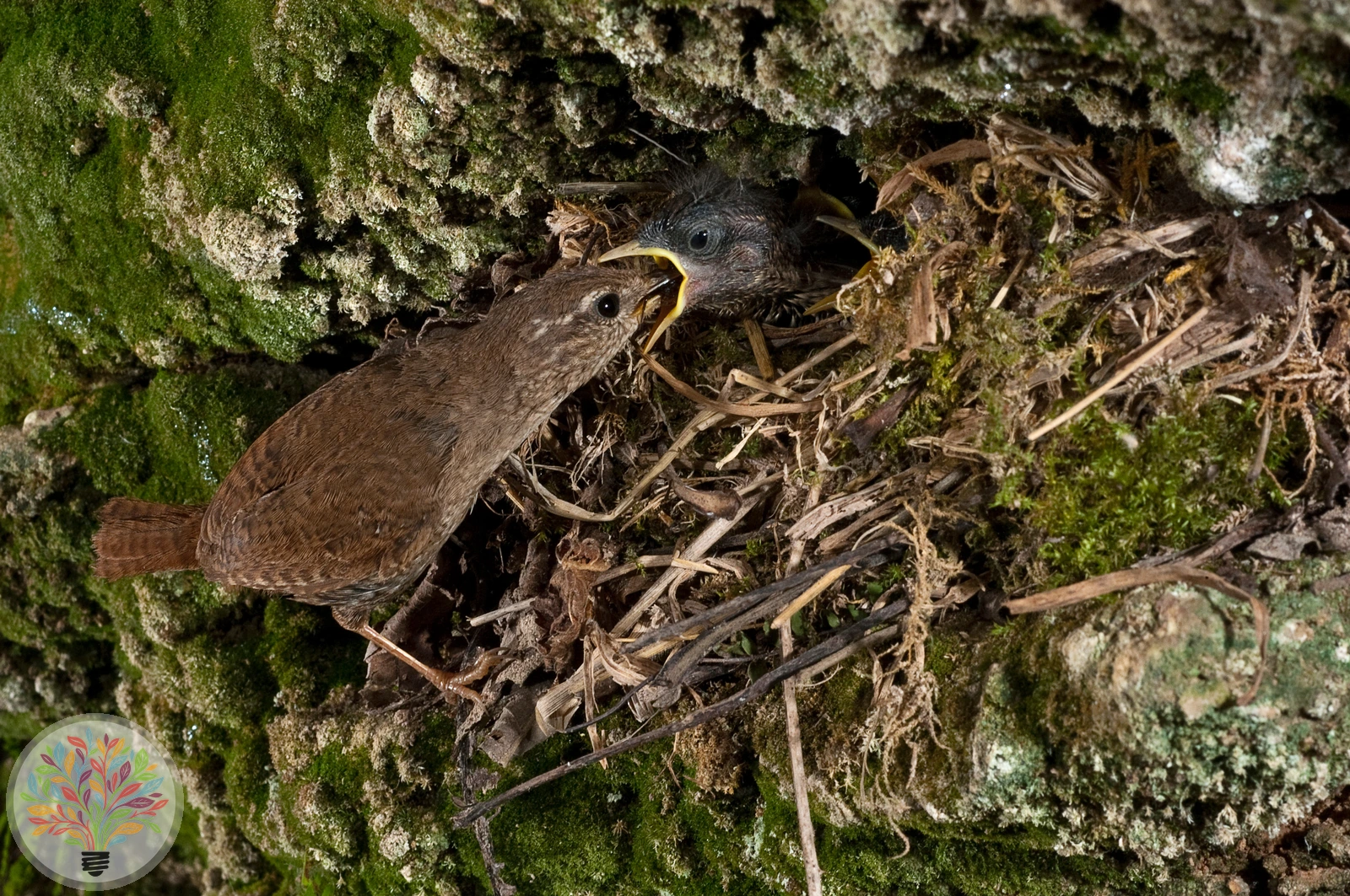 Troglodytes troglodytes – Imagine 4 din 4