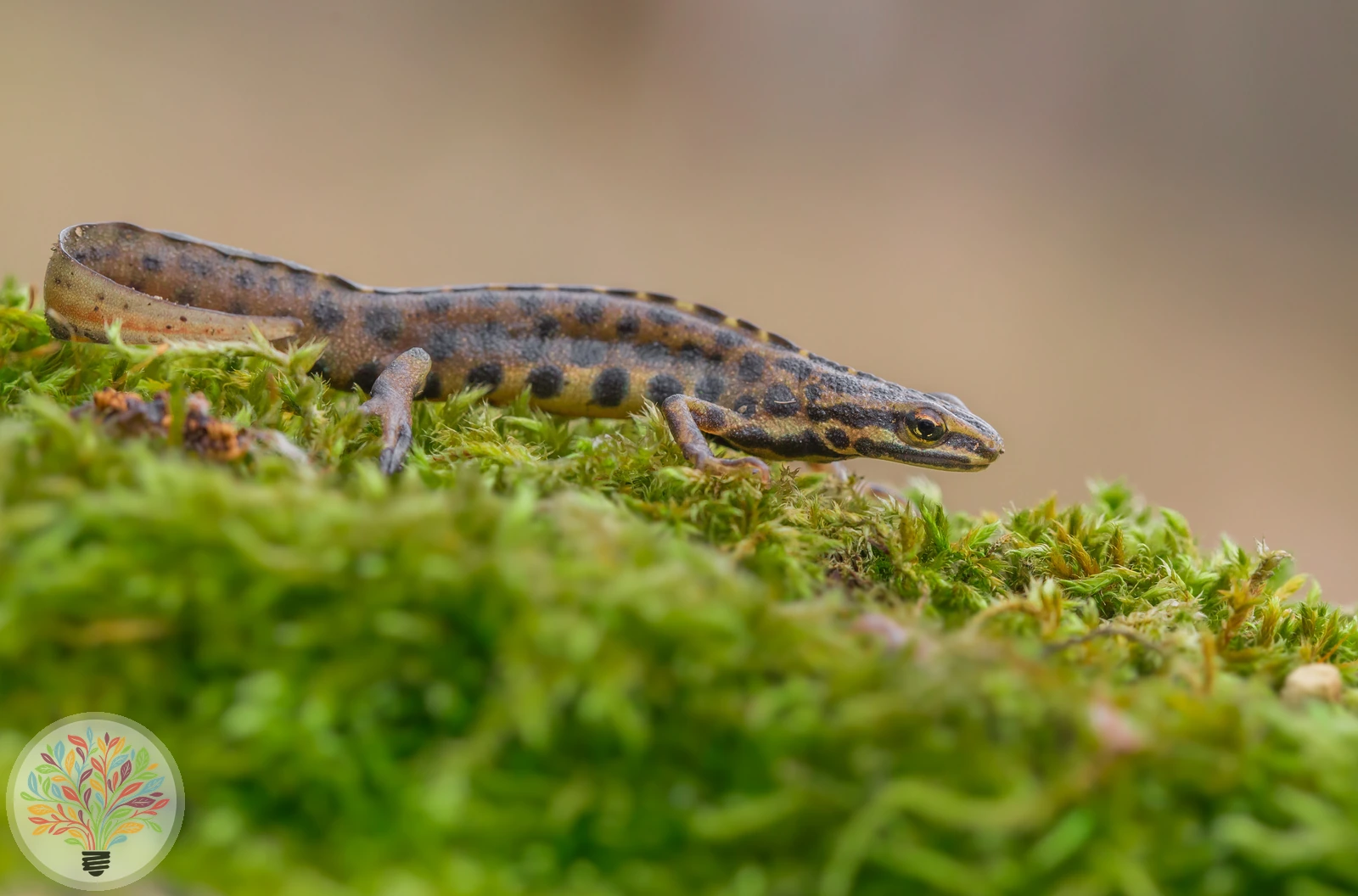 Teichmolch – Bild 3 von 5