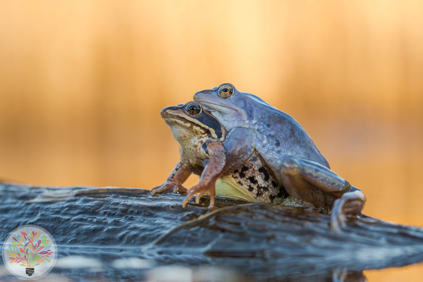 Moorfrosch – Bild 3 von 4